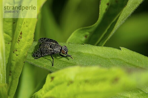 Close-up of a blowfly sitting on a leaf in front of a green background