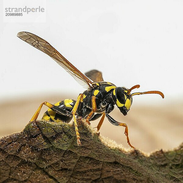 Portrait of a domestic field wasp crawling over a leaf in front of a blurred brown background