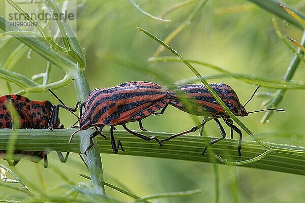 Two red and black striped beetles mating on a fennel stalk