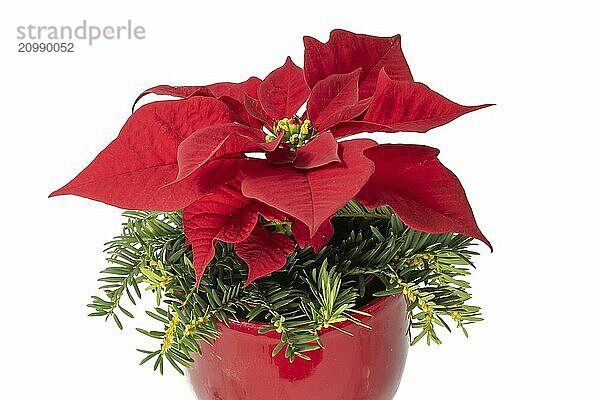 Red blossoming poinsettia in a red flower pot decorated with fir branches cropped on white