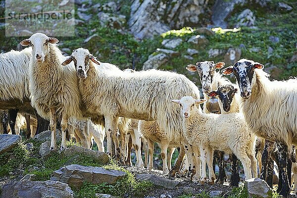 A flock of sheep including a lamb standing on a rocky ground in the green  Lefka Ori  White Mountains  mountain massif  west  Crete  Greece  Europe