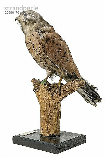 Stuffed female Common Kestrel sits on a branch isolated on white