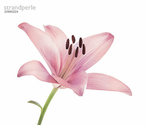 Pink Asiatic lily flower close-up isolated on white