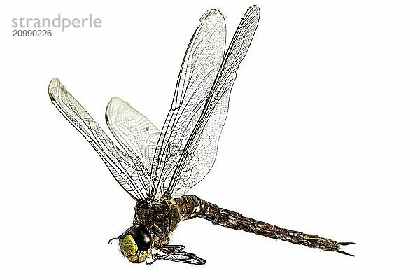 Large dead dragonfly lying on its side with its wings spread out against a white background