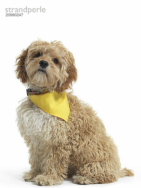 Cockapoo cute cross breed dog of cocker spaniel and a poodle isolated on white background