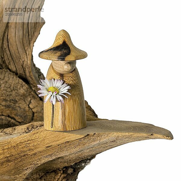 Turned wooden gnome with a daisy in his hand stands on an old tree stump  isolated on white