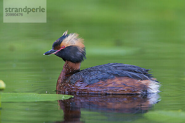 Horned Grebe (Podiceps auritus) swims in water  Västergotland  Sweden  Europe