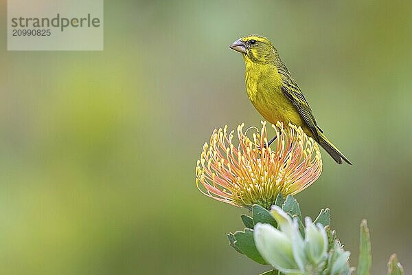 Brimstone canary (Crithagra sulphurata)  Harold Porter National Botanical Gardens  Betty's Bay  Western Cape  South Africa  Africa