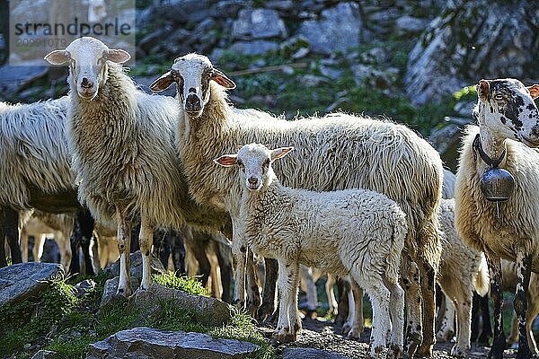 A flock of sheep including a lamb is standing on a rocky ground  a lamb is in the centre  Palea Roumata  Lefka Ori  White Mountains  mountain massif  west  Crete  Greece  Europe