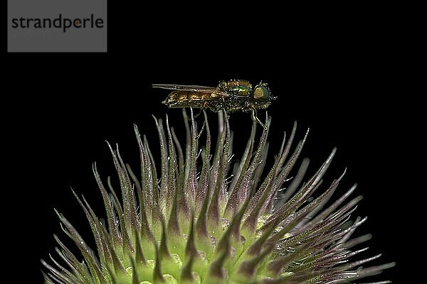 Small colourful iridescent fly sits on the spines of a thistle flower against a black background