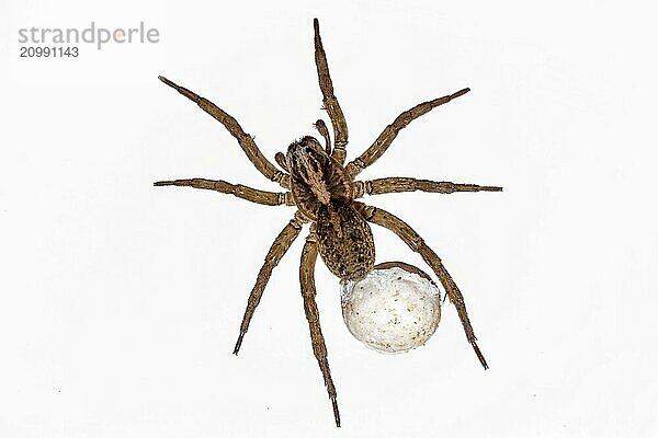 Spider with eggs on a white background