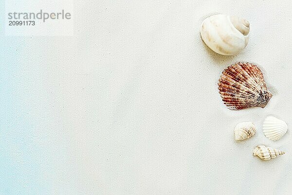 Travel  vacation concept. Sea shells on sand and blue background. Travelling  trip.