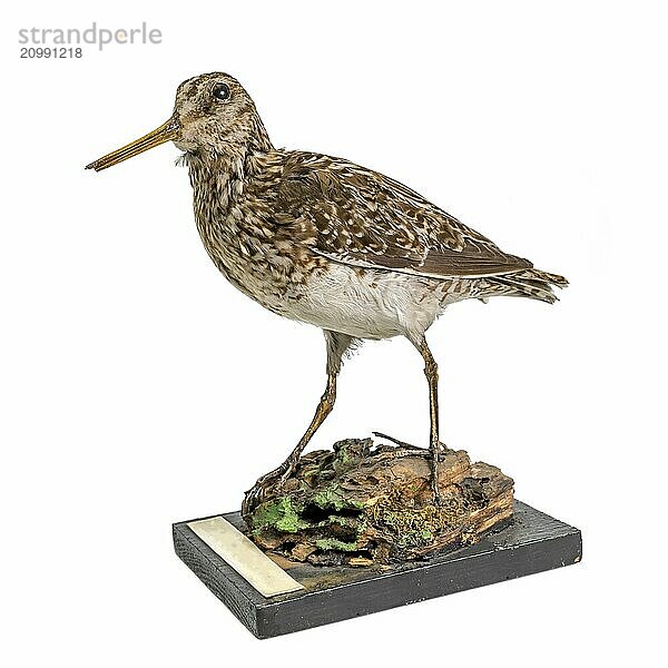 Stuffed snipe sits on a wooden trunk isolated on white