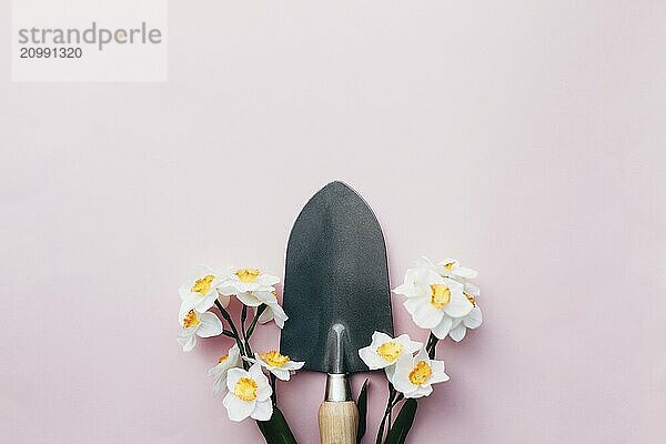 Spring Daffodils with small garden shovel. Pink background.