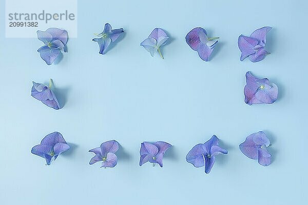 Flat lay with hydrangea or hortensia blue-purple petals on pastel blue background. Picture frame from flowers.