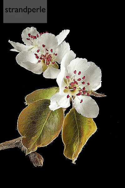 Close-up of a branch of the apple tree with blossoms  buds and leaves cropped to black