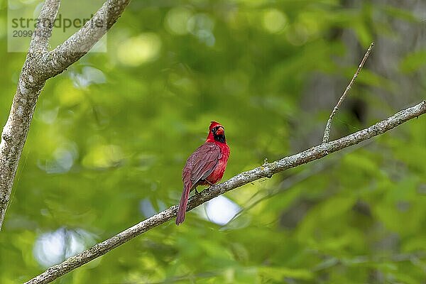 The northern cardinal (Cardinalis cardinalis) . Male in spring during bird courtship sitting on a branch tree