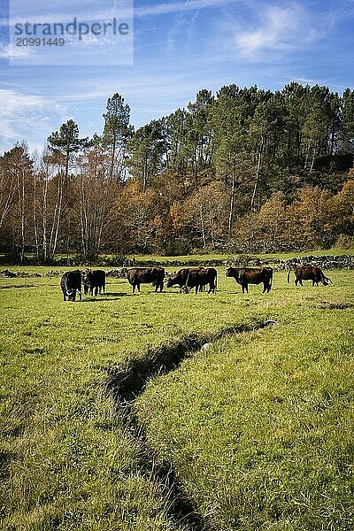 Traditional Maronesa cows of Mondim de Basto in the north of Portugal