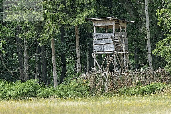 Wooden hunter's hide at the edge of the forest in front of a meadow with a green background