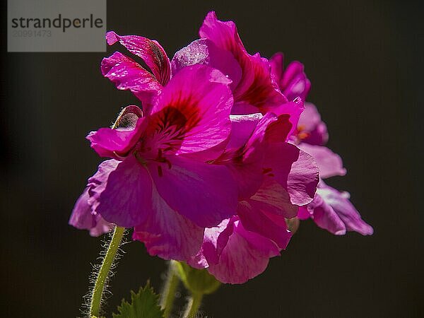 Close-up of pink flowers against a dark background  emphasising the details of the petals  palma de Majorca  mallorca  balearic islands  spain