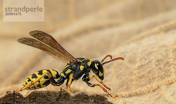 Side view of a crawling field wasp at the edge of a leaf with brown background and copy space