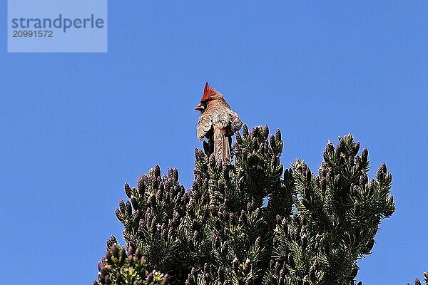 The Male Northern cardinal (Cardinal cardinalis) on top of flowering spruce