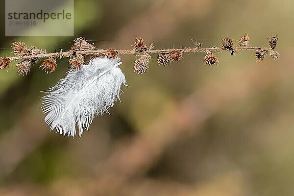 Small white down feather hangs on a dry flower branch in front of a blurred brown background