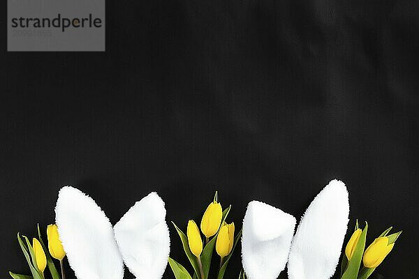 Easter concept. Flat lay with white fluffy rabbit ears  yellow tulips on a black background.