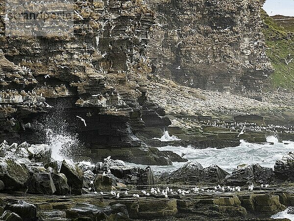 Black-legged kittiwake (Rissa tridactyla)  breeding colony  on coastal cliffs of Arctic Ocean  May  Varanger Fjord  Norway  Europe