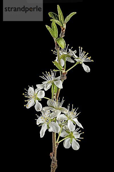 Close-up of a branch of the plum tree with blossoms  buds and leaves cropped to black