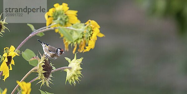 Goldfinch sitting on an old sunflower with seeds between blooming sunflowers against a blurred green background