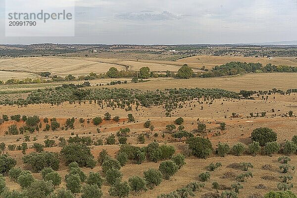 Alentejo beautiful green and brown landscape with olive and cork trees in Terena  Portugal  Europe