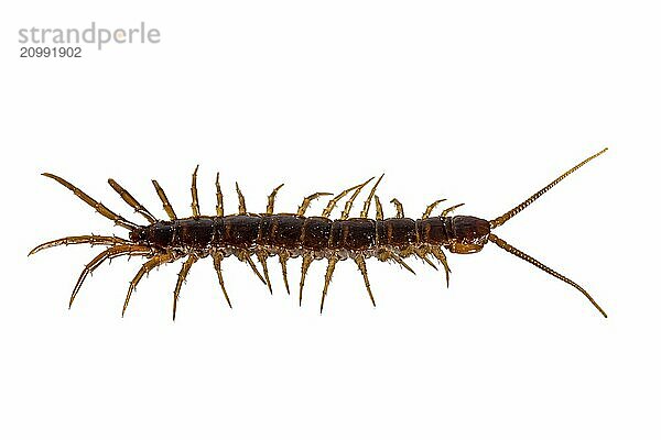 Close-up of a red-brown centipede cropped on white