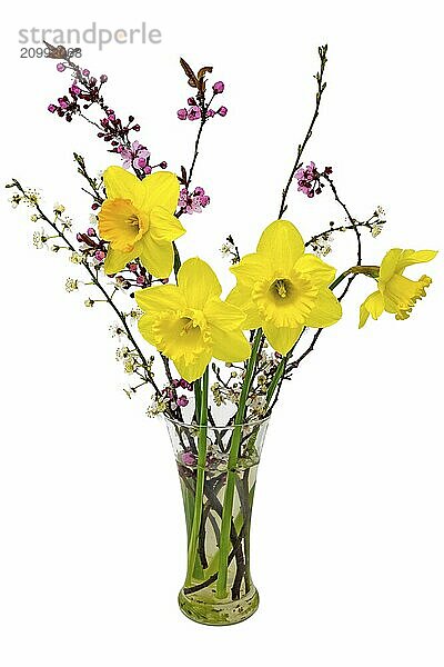 Daffodils with Mirabell blossoms in a vase cropped on white