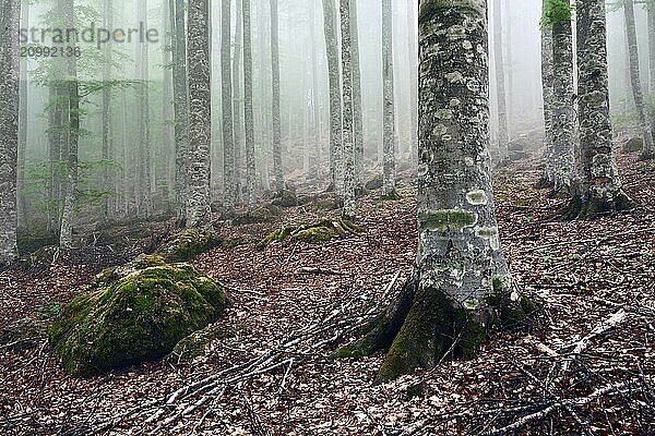 Beautiful landscape in the mist of Mount Amiata's park