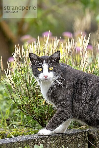 Cat with yellow eyes looks directly into the camera. Against a green background