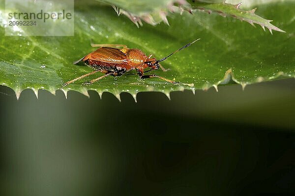 Side view of a small red beetle on a leaf in front of a blurred green background