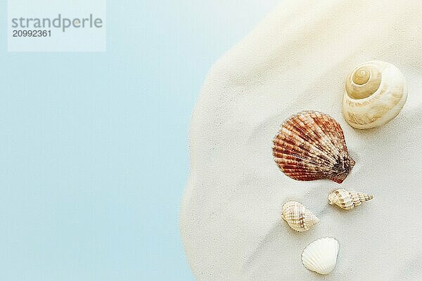 Travel  vacation concept. Sea shells on sand and blue background. Travelling  trip.