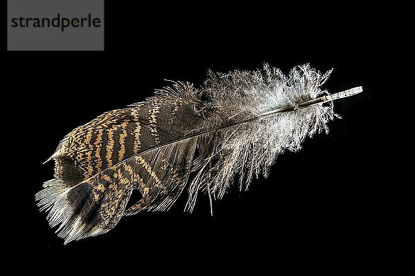 Macro shot of a red-brown turkey feather cropped on black