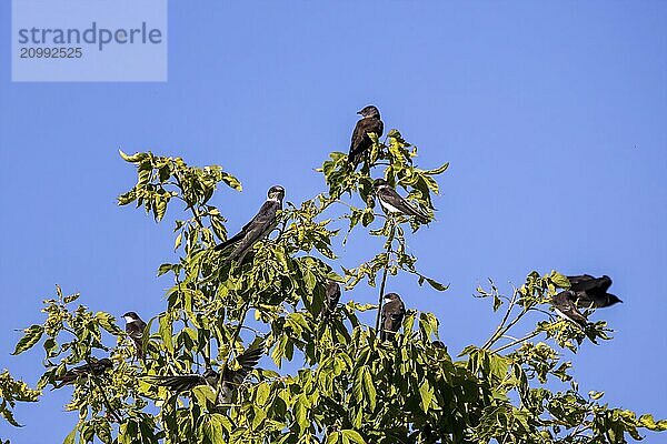 Purple Martin (progne subis) and Tree swallow (Tachycineta bicolor) they sit together in one flock on a tree during the migration to the south