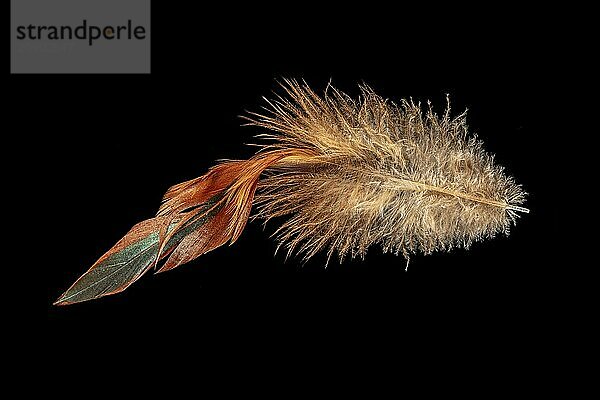 Macro shot of a red-brown chicken feather cropped on black