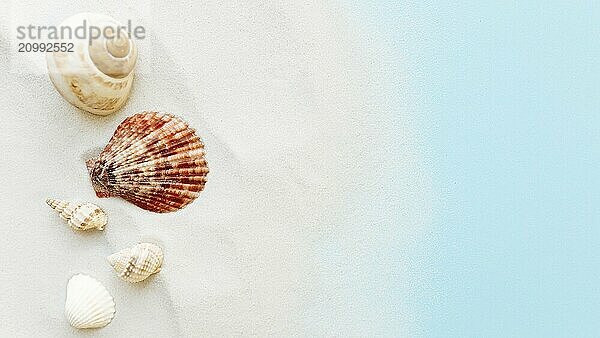 Travel  vacation concept. Sea shells on sand and blue background. Travelling  trip.