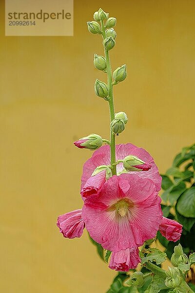 Close-up of a single pink hollyhock blossom against a yellow background  summery and natural  svaneke  bornholm  baltic sea  denmark  scandinavia