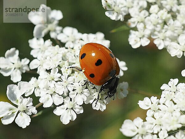 Ladybird (Coccinellidae) on white flower  blurred background  North Rhine-Westphalia  Germany  Europe