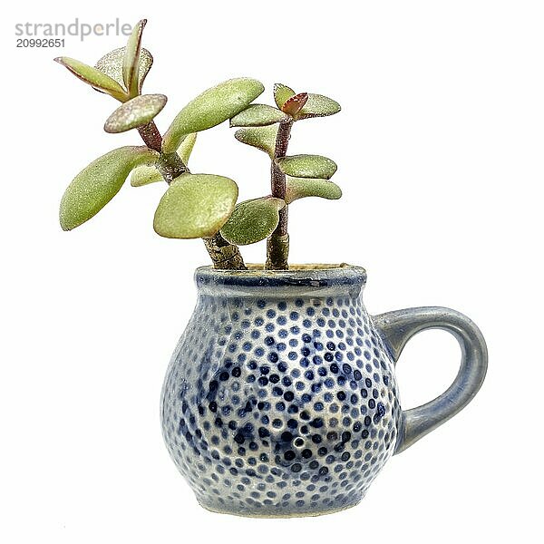 Small plant with thick leaves grows out of a blue stoneware jug with a handle  cropped on white