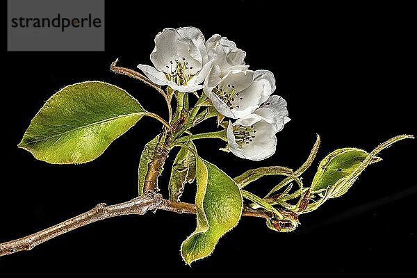 Close-up of a branch of the pear tree with blossoms  buds and leaves cropped to black