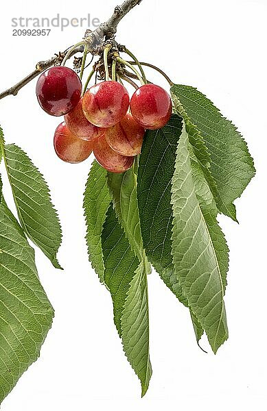 Red cherries hanging on a branch with leaves cropped on white