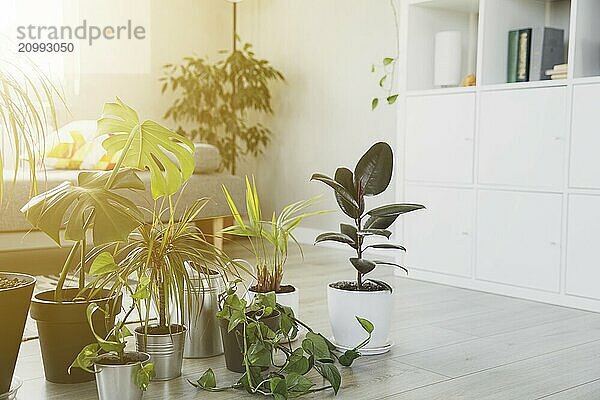 Collection of various tropical green plants in different pots on gray background. Sunligt from window. Home gardening  greenery composition  flowerpots in interior design decorations  hobby concept