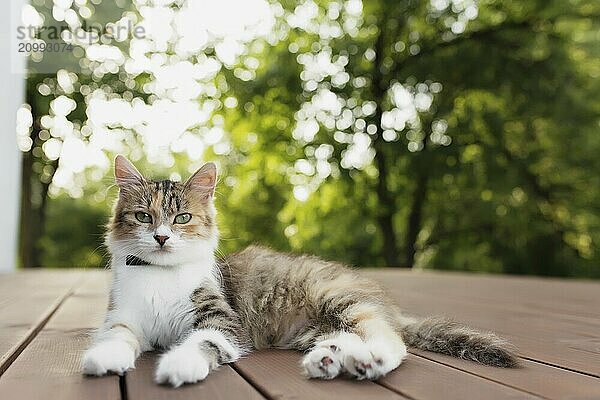 Beautiful tricolor cat lies on a brown wooden terrace with blurred green background. Happy lying cat. Concept of healthy and happy pet animal