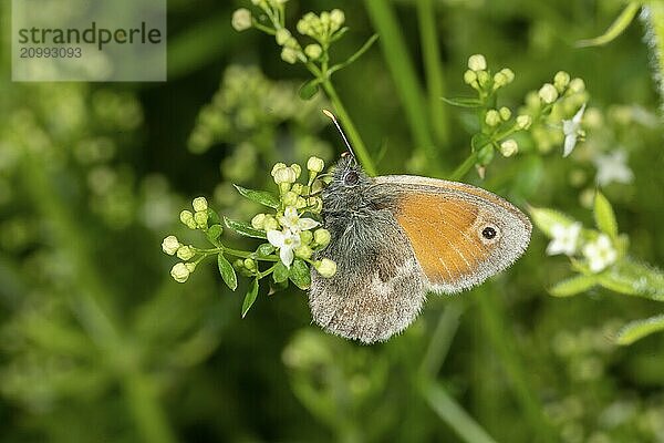 Lateral macro shot of a small butterfly on a white flower in front of a blurred green background